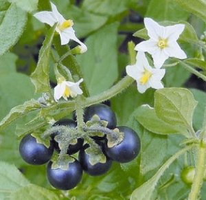 из архива Нели Омаровой