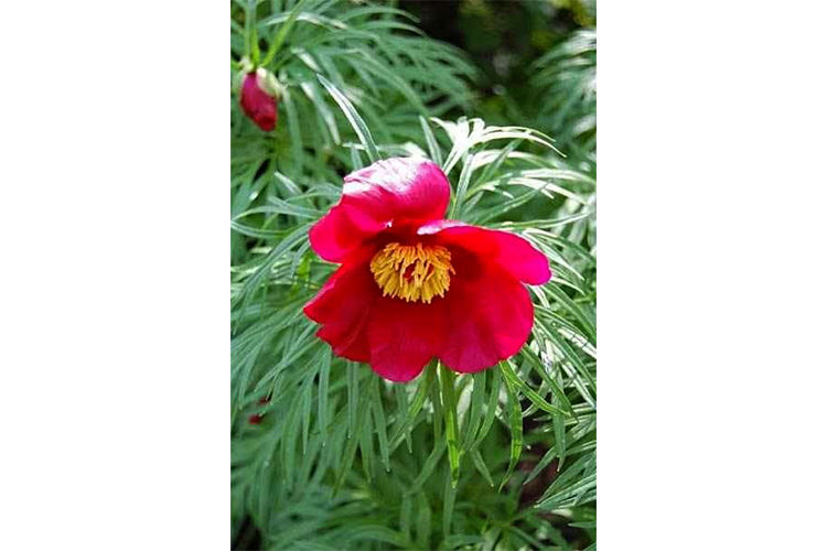 из архива Нели Омаровой