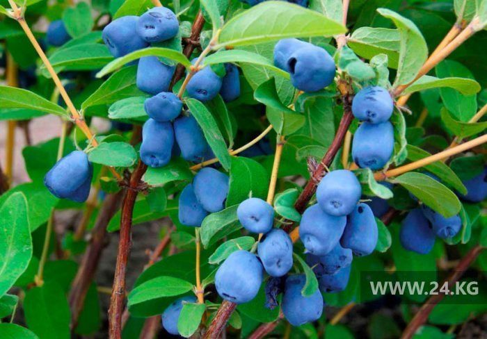 из интернета