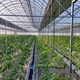Фото Иссык-Атинской райгосадминистрации. Теплица компании «Ин Вотер Солюшн Агро»
