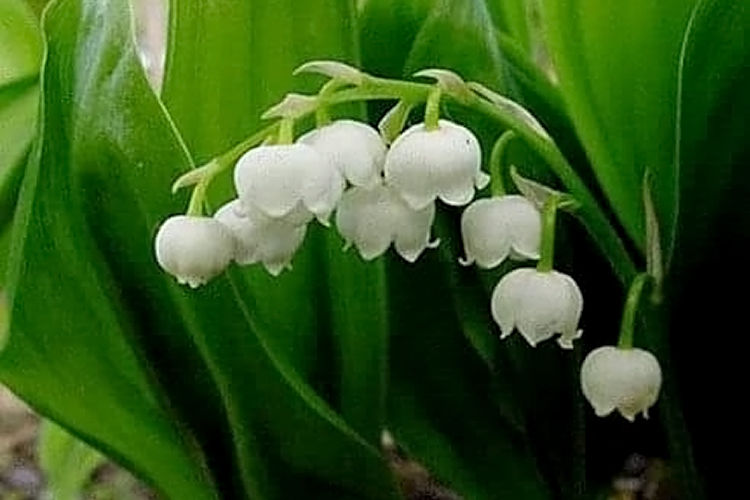 из архива Нели Омаровой