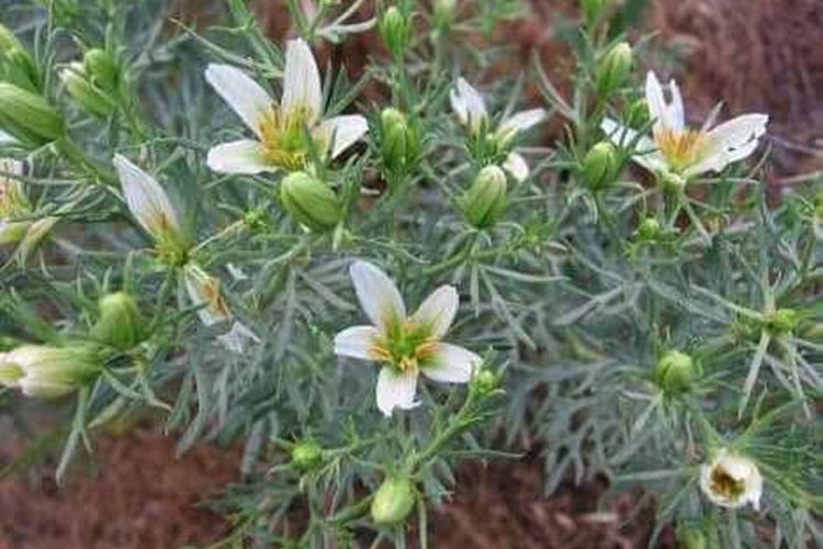 из архива Нели Омаровой