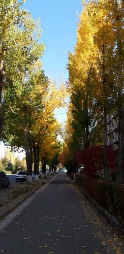 Алмаза Карабалаева