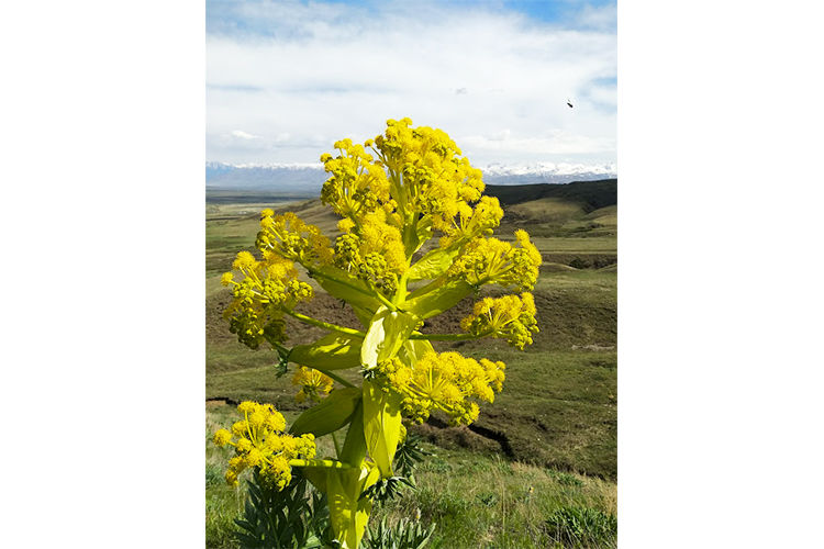 из архива Нели Омаровой