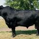 Фото Минсельхоза КР. Абердин-ангусская порода