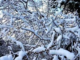 В&nbsp;Бишкеке ночью ожидаются снег и&nbsp;заморозки. Прогноз погоды на&nbsp;15-17 декабря 