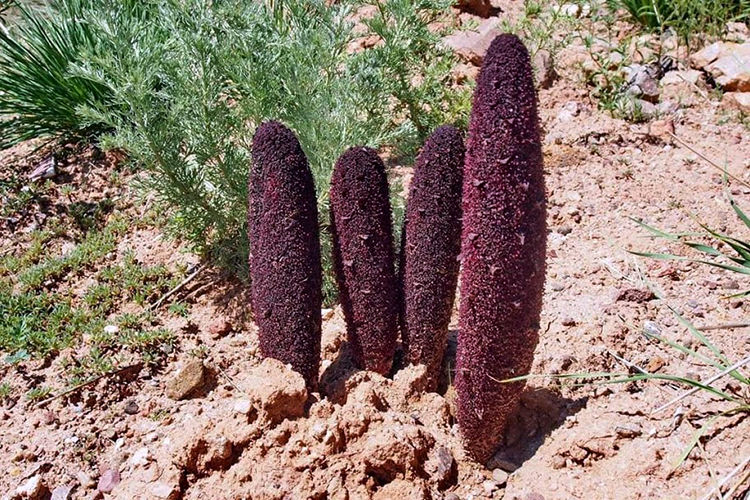 из архива Нели Омаровой