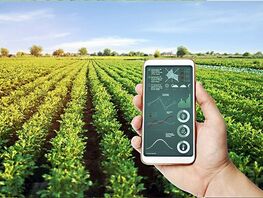 Кыргызские ученые создали&nbsp;ИИ мирового уровня для мониторинга растений 