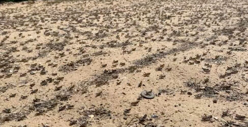 из интернета