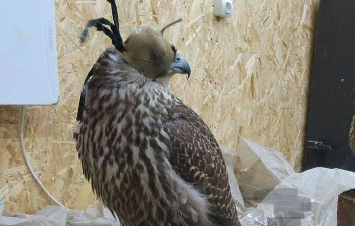 пресс-службы прокуратуры Бурятии