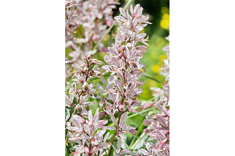 из архива Нели Омаровой