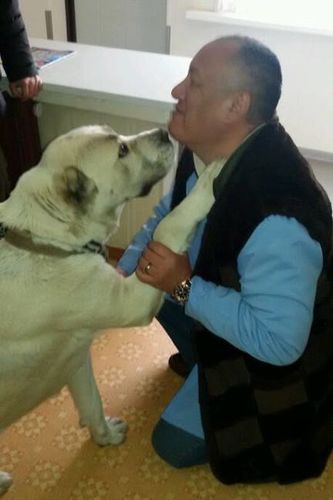 из архива ветеринара Полада Сулейманова