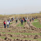 Фото МЧС КР. Высадка деревьев в Васильевке