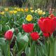 Фото 24-kg.com. Фестиваль тюльпанов в Ботаническом саду
