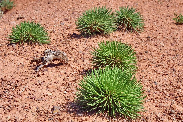 из архива Нели Омаровой