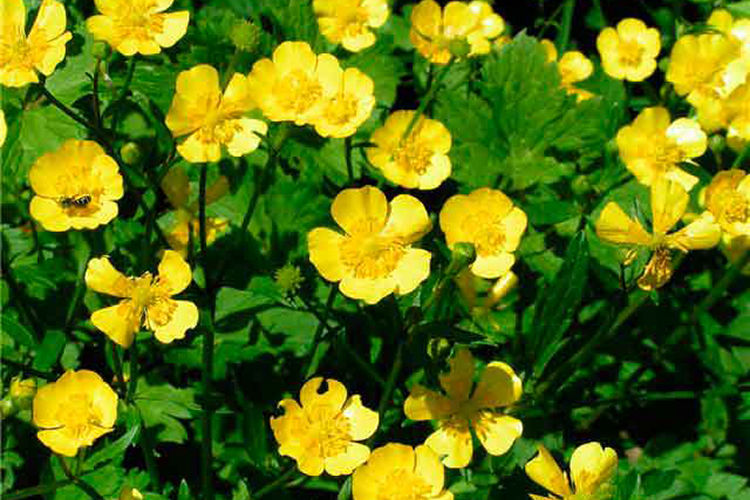 из интернета