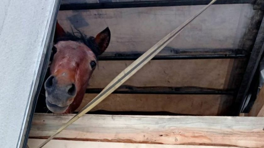 Россельхознадзора