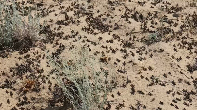 иллюстративное