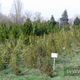 Фото ИА «24-kg.com». Высаживают и хвойные породы 