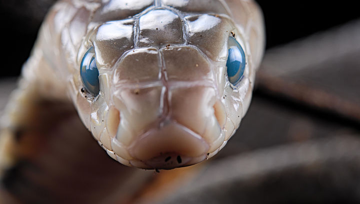 из интернета