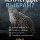 Фото Snow Leopard Trust