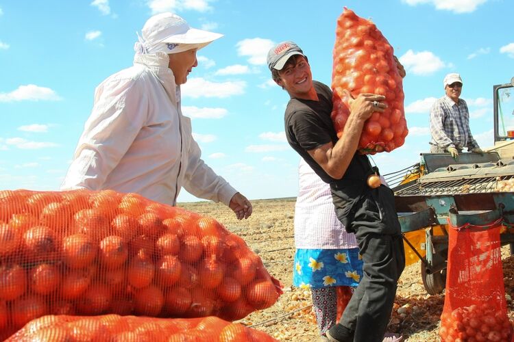 иллюстративное