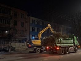 В&nbsp;городе&nbsp;Ош ночью вырубают хвойные деревья без пересадки 